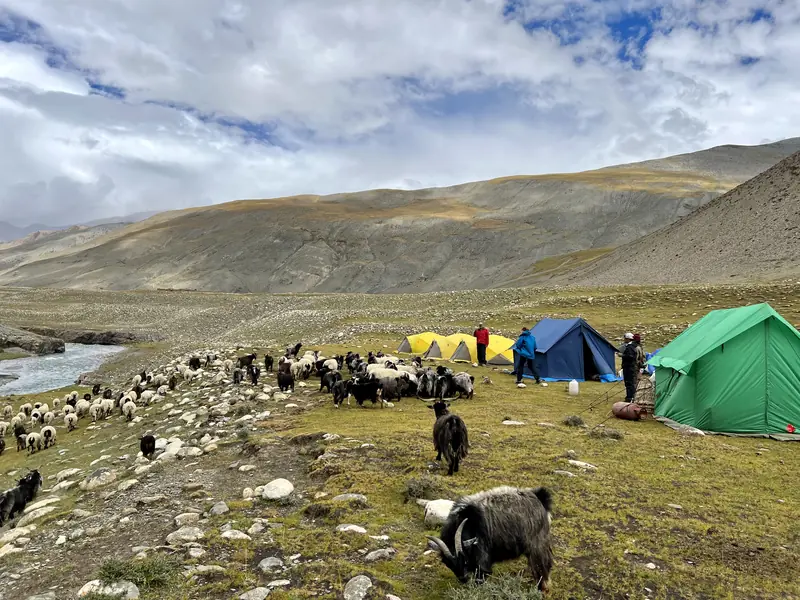 Camp among the herds, Upper Dolpo
