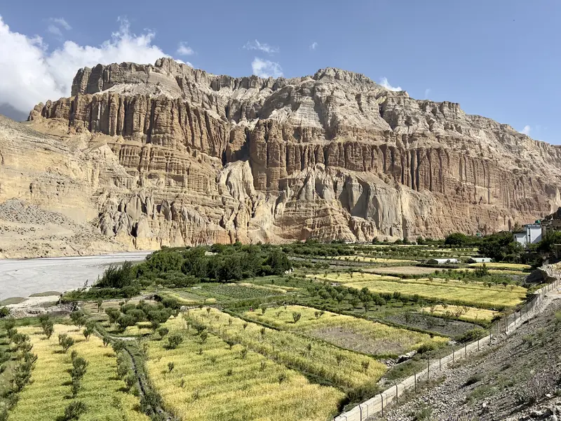 Barley fields beneath red cliffs, Mustang